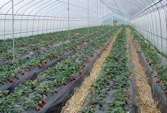 農(nóng)業(yè)養(yǎng)殖大棚